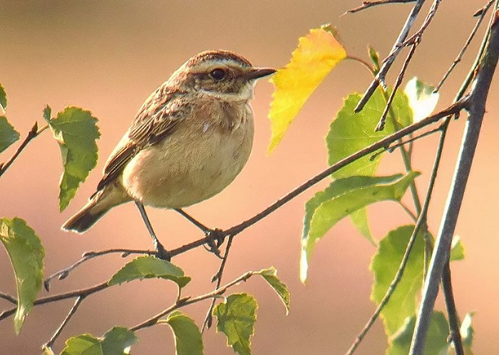 Whinchat