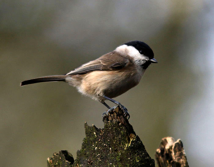 Marsh Tit