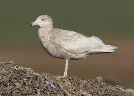 Glaucous Gull