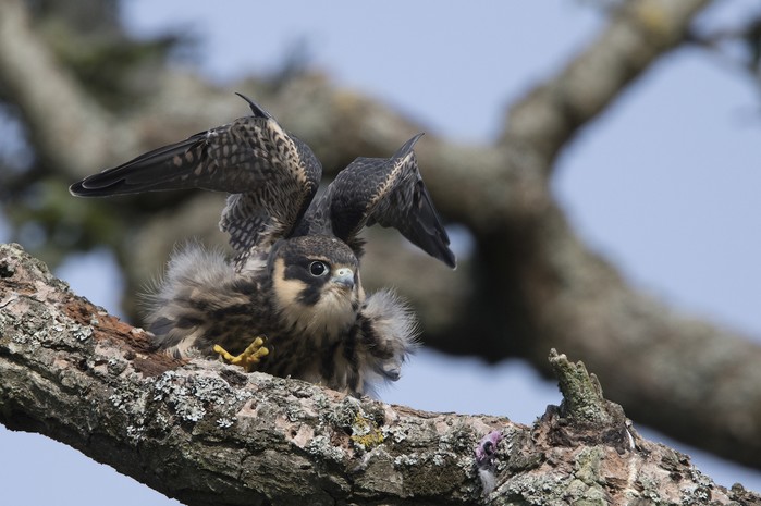 Hobby