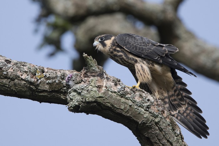 Hobby