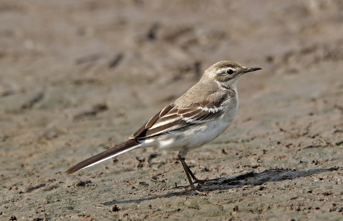 Citrine Wagtail