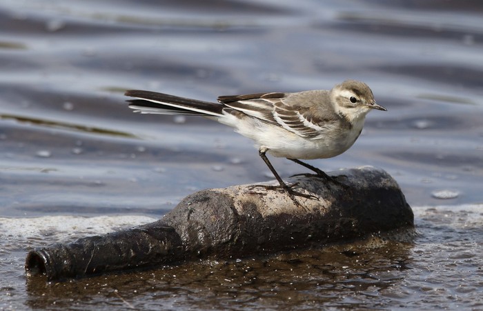 Citrine Wagtail