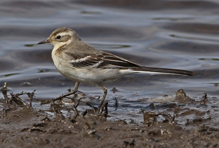 Citrine Wagtail