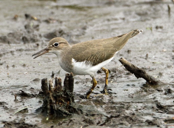 Spotted Sandpiper