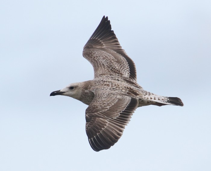 Caspian Gull