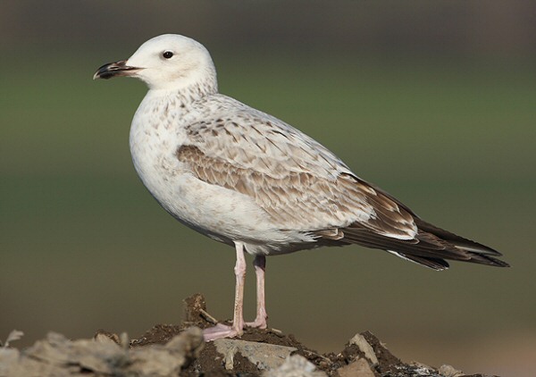 Caspian Gull