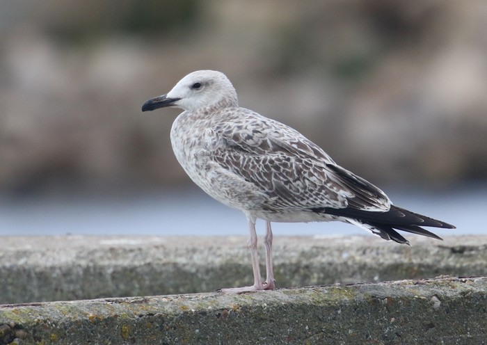 Caspian Gull