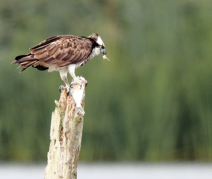 Osprey