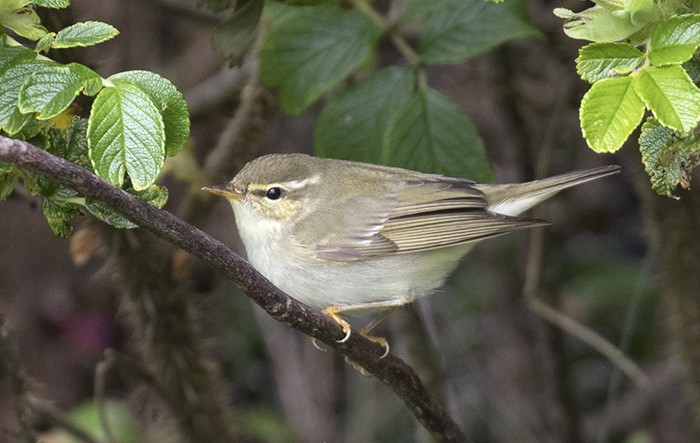Arctic Warbler