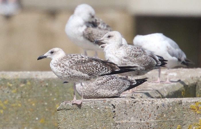 Yellow-legged Gull
