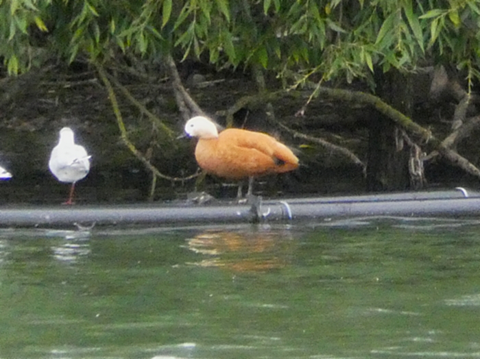 Ruddy Shelduck