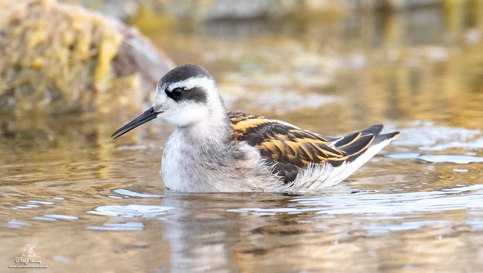 Red-necked Phalarope