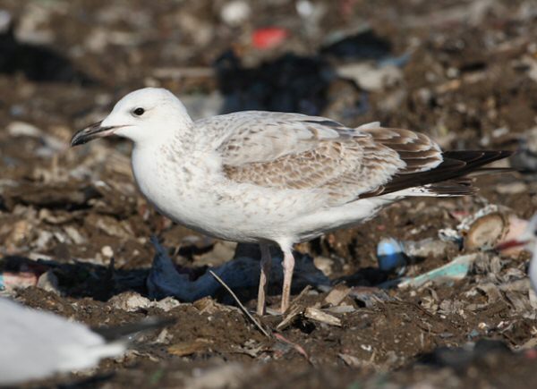 Caspian Gull