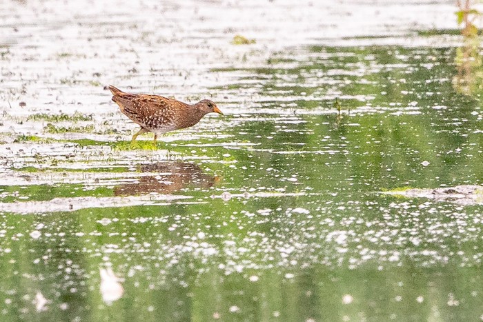 Spotted Crake