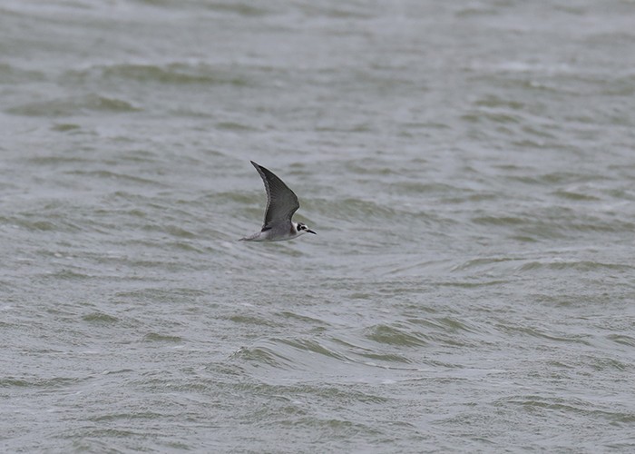 American Black Tern