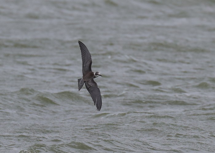 American Black Tern