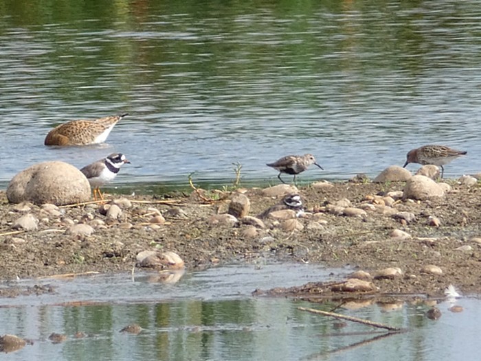Dunlin