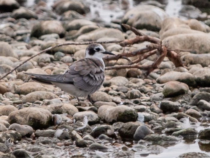 American Black Tern