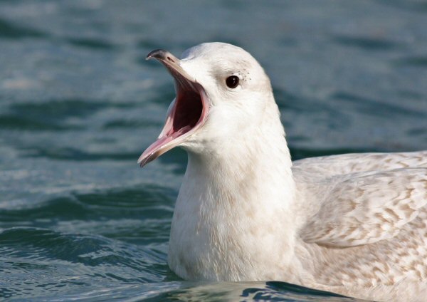 Iceland Gull