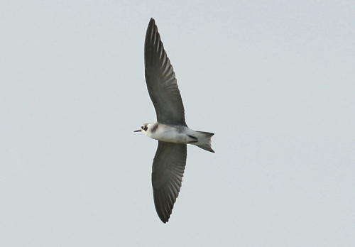American Black tern