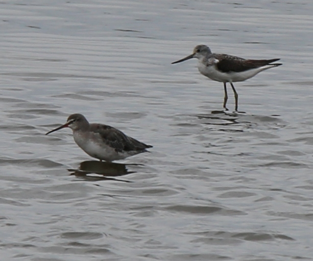 Greenshank