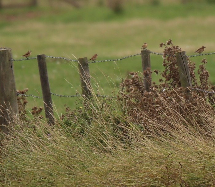 Whinchat
