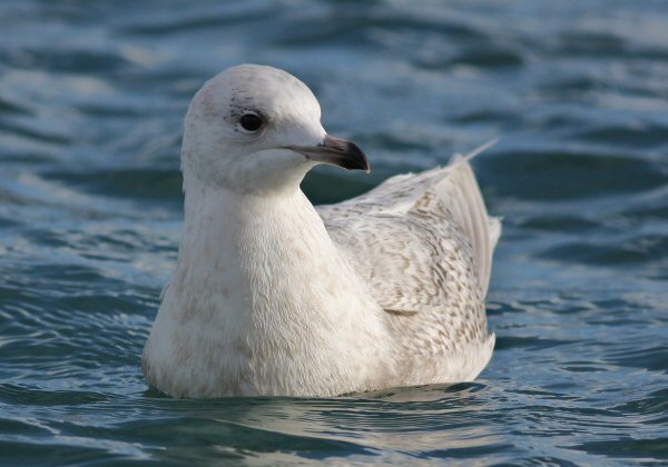 Iceland Gull