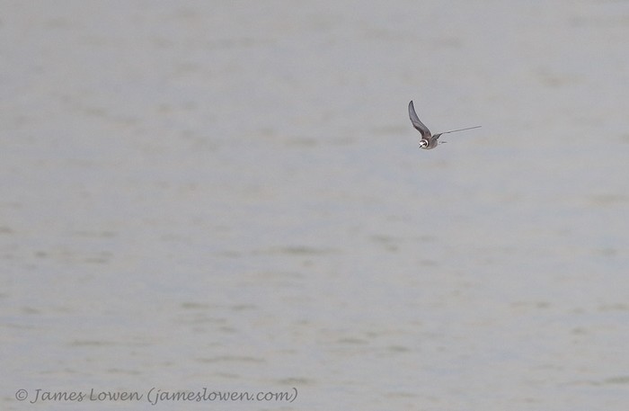 American Black Tern