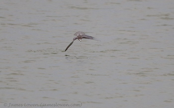 American Black Tern