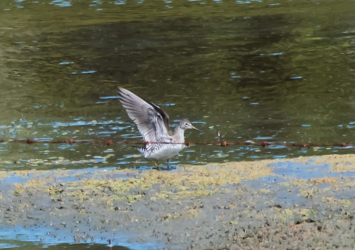 Solitary Sandpiper