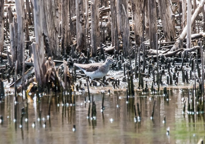 Solitary Sandpiper