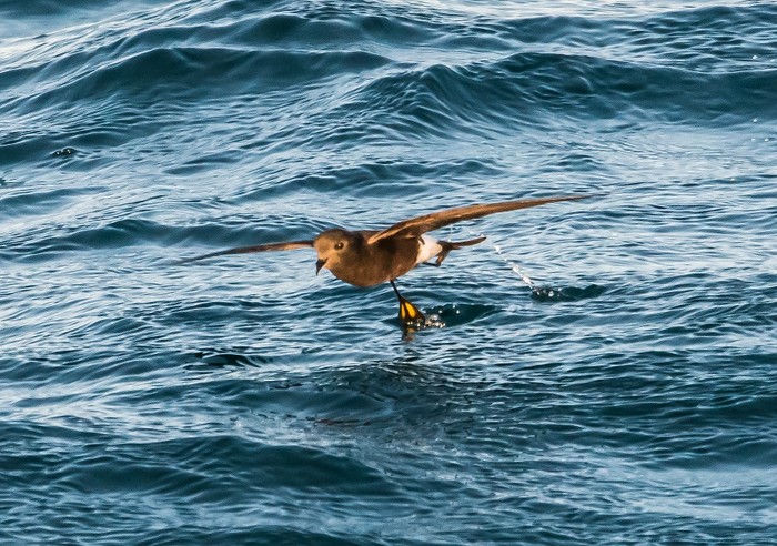 Wilson's Petrel