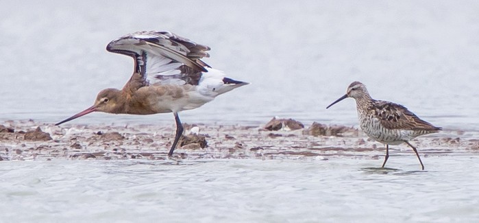 Stilt Sandpiper