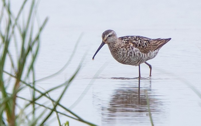 Stilt Sandpiper