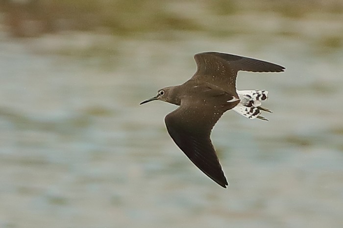Green Sandpiper