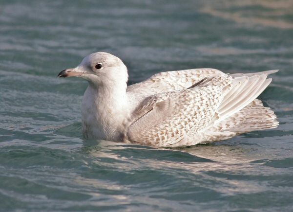 Iceland Gull