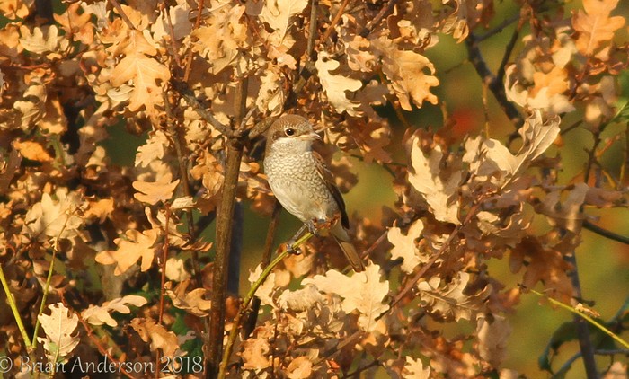 Red-backed Shrike