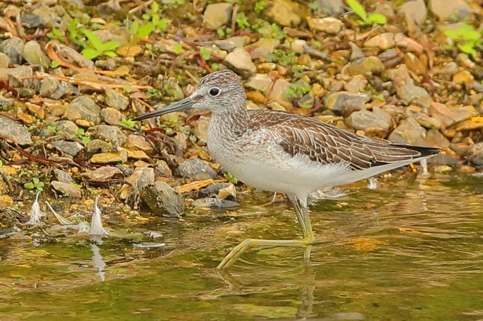 Greenshank