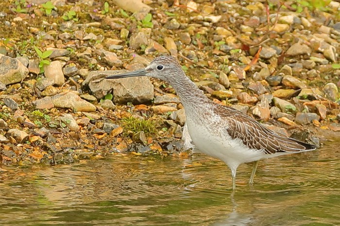 Greenshank