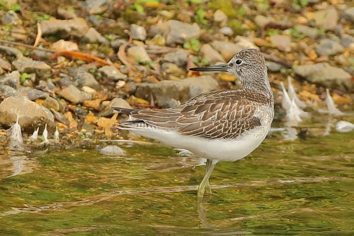 Greenshank