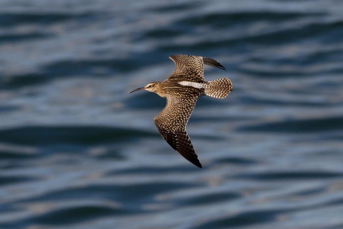 Whimbrel