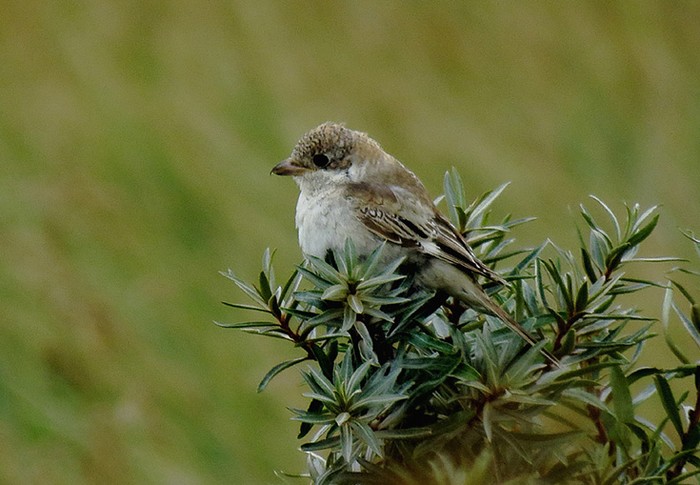 Woodchat Shrike