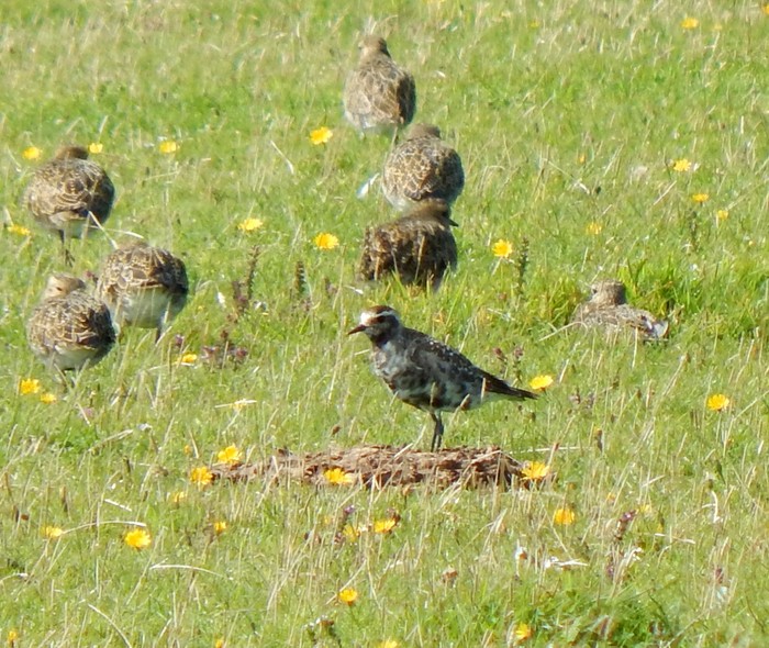 American Golden Plover