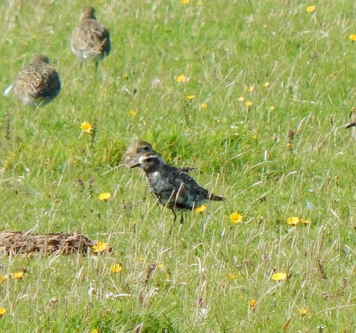 American Golden Plover