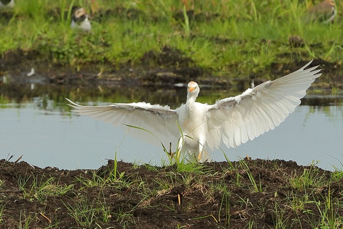 Cattle Egret
