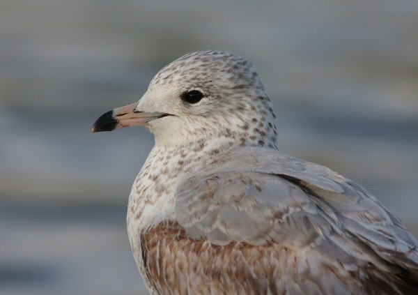 Ring-billed Gull