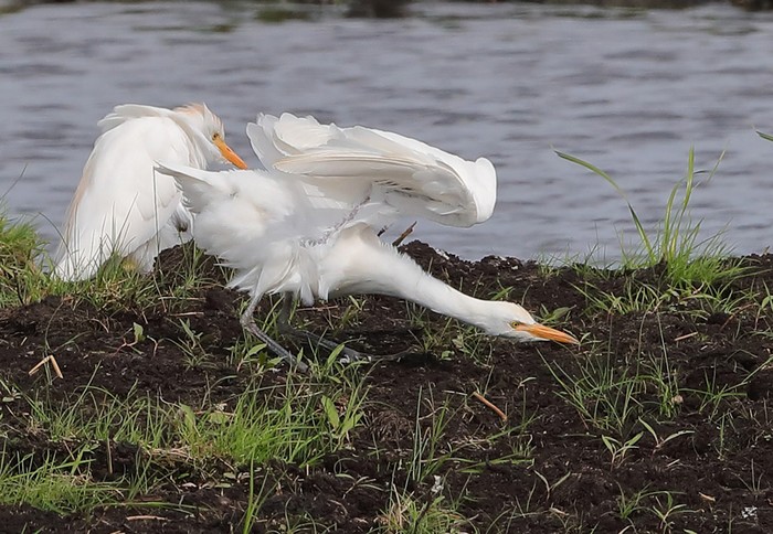 Cattle Egret