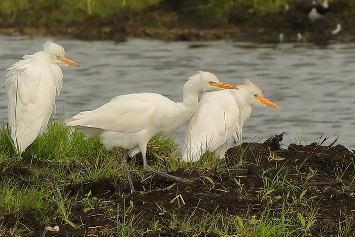 Cattle Egret