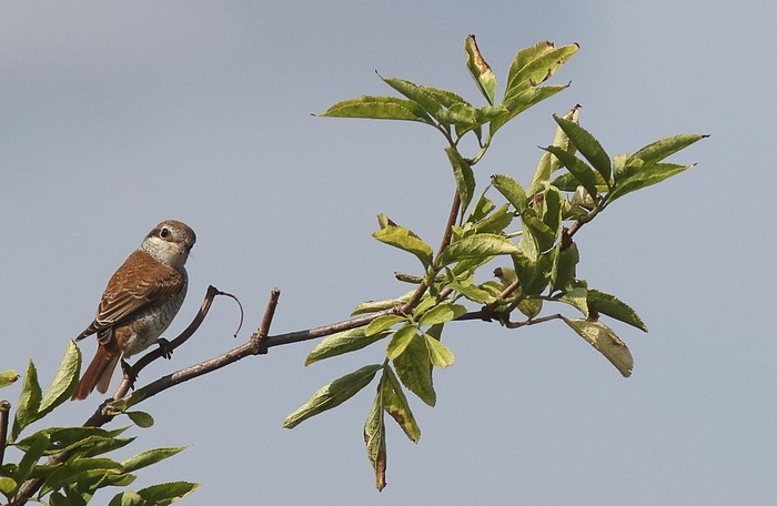 Red-backed Shrike